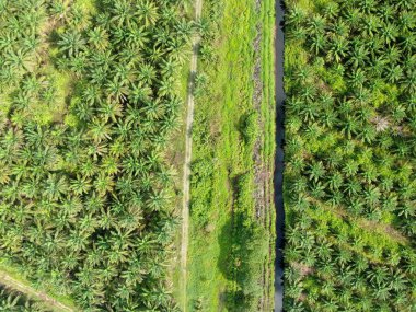 Sarawak 'taki Palm Oil Konutları, Borneo Adası, Malezya