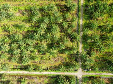 Sarawak 'taki Palm Oil Konutları, Borneo Adası, Malezya