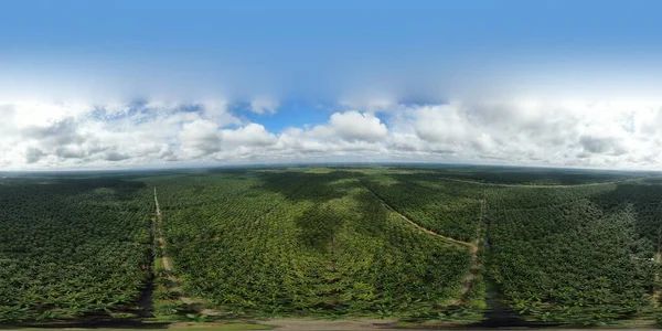 Palm Oil Estates Sarawak Borneo Island Malaysia — Stock Photo, Image