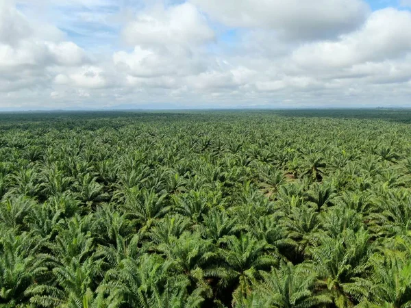 Palm Oil Estates Sarawak Borneo Island Malaysia — Stock Photo, Image