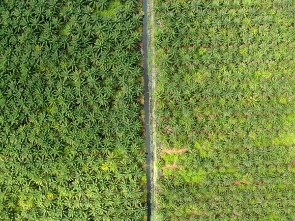 Palm Oil Estates Sarawak Borneo Island Malaysia — Stock Photo, Image