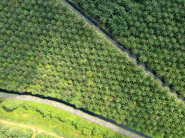 Palmový Olej Sarawaku Borneo Island Malajsie — Stock fotografie