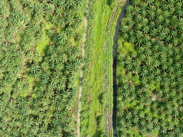 Sarawak 'taki Palm Oil Konutları, Borneo Adası, Malezya