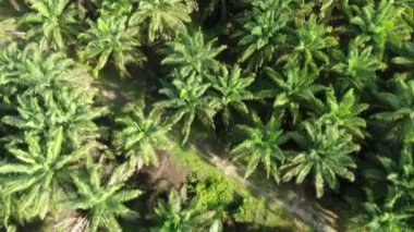 Sarawak 'taki Palm Oil Konutları, Borneo Adası, Malezya