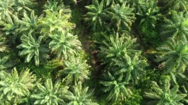 Sarawak 'taki Palm Oil Konutları, Borneo Adası, Malezya