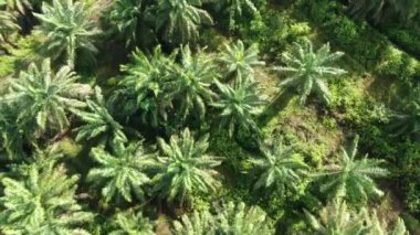 Sarawak 'taki Palm Oil Konutları, Borneo Adası, Malezya