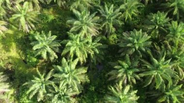 Sarawak 'taki Palm Oil Konutları, Borneo Adası, Malezya