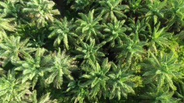 Sarawak 'taki Palm Oil Konutları, Borneo Adası, Malezya