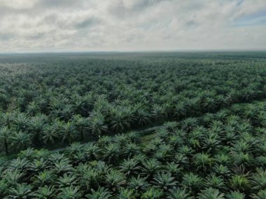 Sarawak 'taki Palm Oil Konutları, Borneo Adası, Malezya