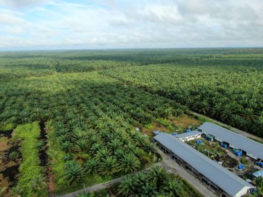 Sarawak 'taki Palm Oil Konutları, Borneo Adası, Malezya