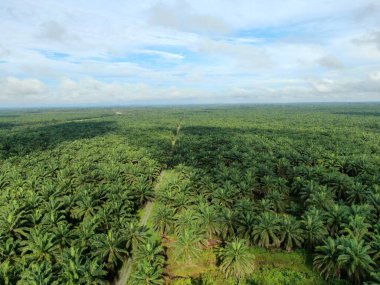 Sarawak 'taki Palm Oil Konutları, Borneo Adası, Malezya