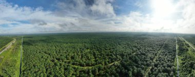 Sarawak 'taki Palm Oil Konutları, Borneo Adası, Malezya