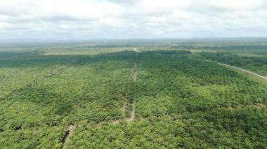 Sarawak 'taki Palm Oil Konutları, Borneo Adası, Malezya