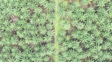 Sarawak 'taki Palm Oil Konutları, Borneo Adası, Malezya