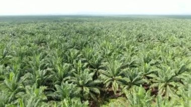 Sarawak 'taki Palm Oil Konutları, Borneo Adası, Malezya
