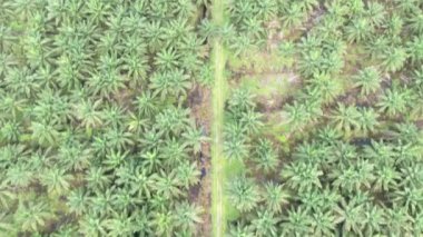 Sarawak 'taki Palm Oil Konutları, Borneo Adası, Malezya