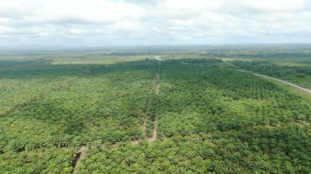 Die Palmölplantagen Von Sarawak Der Insel Borneo Malaysia — Stockvideo