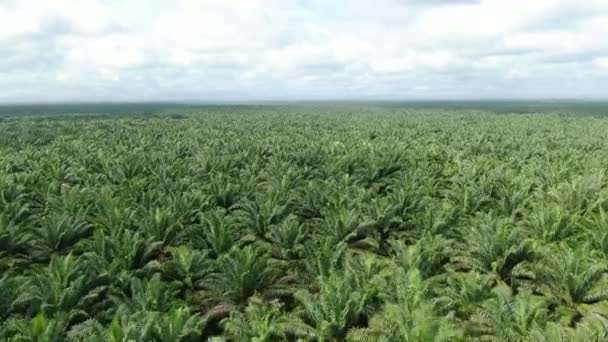 Die Palmölplantagen Von Sarawak Der Insel Borneo Malaysia — Stockvideo