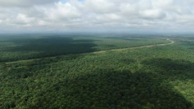 Sarawak 'taki Palm Oil Konutları, Borneo Adası, Malezya
