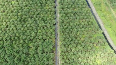 Sarawak 'taki Palm Oil Konutları, Borneo Adası, Malezya