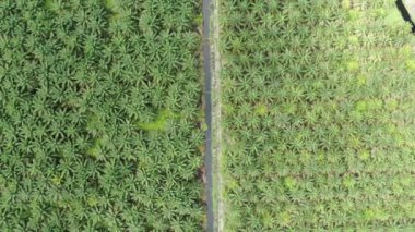 Sarawak 'taki Palm Oil Konutları, Borneo Adası, Malezya