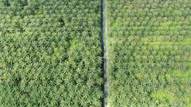 Sarawak 'taki Palm Oil Konutları, Borneo Adası, Malezya