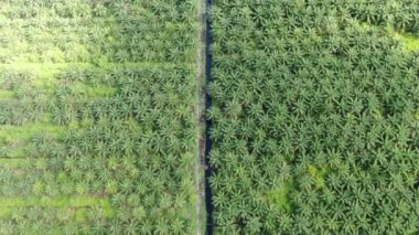 Sarawak 'taki Palm Oil Konutları, Borneo Adası, Malezya