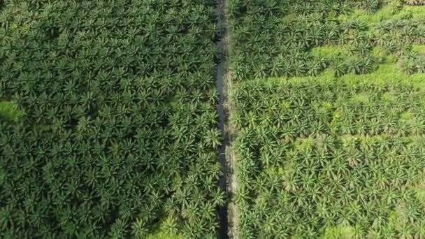 Palm Oil Estates Sarawak Borneo Island Malaysia — стокове відео