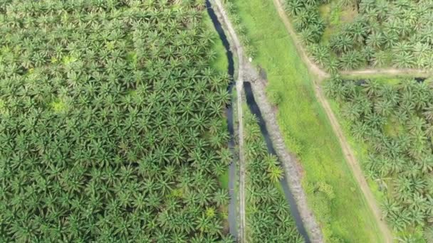 Palm Oil Estates Sarawak Borneo Island Μαλαισία — Αρχείο Βίντεο