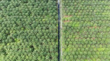 Sarawak 'taki Palm Oil Konutları, Borneo Adası, Malezya