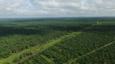Sarawak 'taki Palm Oil Konutları, Borneo Adası, Malezya