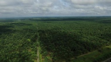 Sarawak 'taki Palm Oil Konutları, Borneo Adası, Malezya