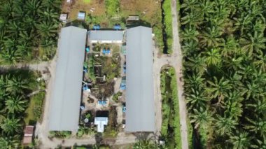 Sarawak 'taki Palm Oil Konutları, Borneo Adası, Malezya