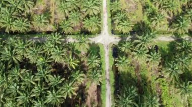 Sarawak 'taki Palm Oil Konutları, Borneo Adası, Malezya