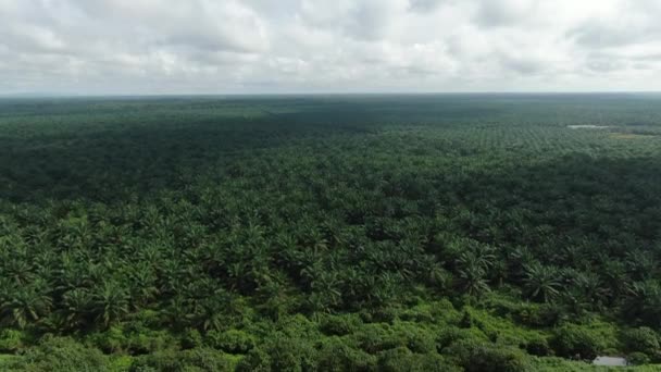 Propriedades Óleo Palma Sarawak Ilha Borneo Malásia — Vídeo de Stock