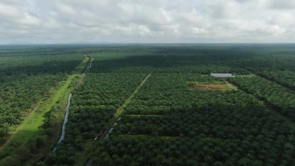 Proprietà Dell Olio Palma Sarawak Nell Isola Del Borneo Malesia — Video Stock