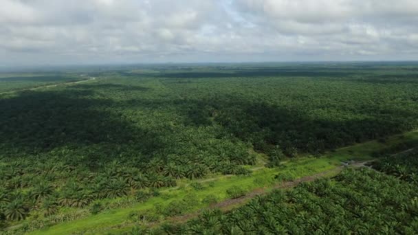 Palm Oil Estates Sarawak Pulau Borneo Malaysia — Stok Video