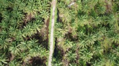 Sarawak 'taki Palm Oil Konutları, Borneo Adası, Malezya