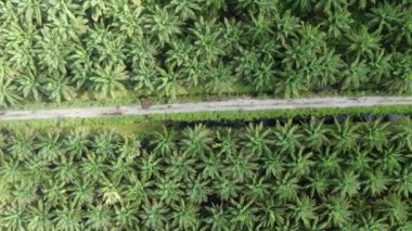 Sarawak 'taki Palm Oil Konutları, Borneo Adası, Malezya