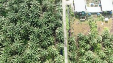 Sarawak 'taki Palm Oil Konutları, Borneo Adası, Malezya