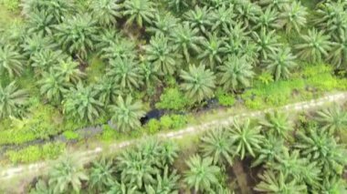 Sarawak 'taki Palm Oil Konutları, Borneo Adası, Malezya