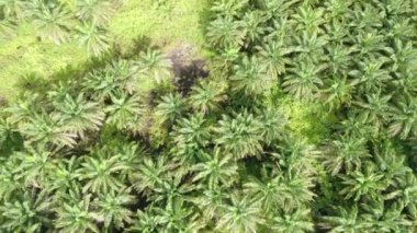 Sarawak 'taki Palm Oil Konutları, Borneo Adası, Malezya