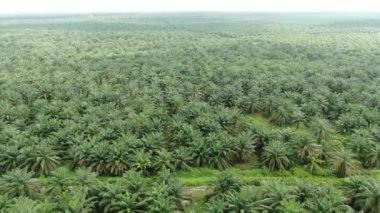Sarawak 'taki Palm Oil Konutları, Borneo Adası, Malezya