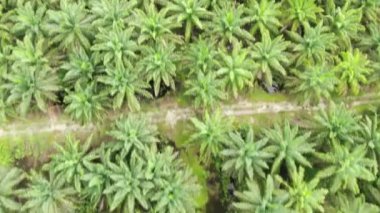 Sarawak 'taki Palm Oil Konutları, Borneo Adası, Malezya