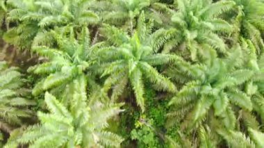 Sarawak 'taki Palm Oil Konutları, Borneo Adası, Malezya