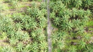 Sarawak 'taki Palm Oil Konutları, Borneo Adası, Malezya