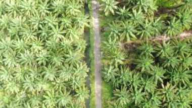 Sarawak 'taki Palm Oil Konutları, Borneo Adası, Malezya