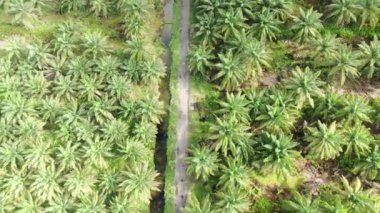 Sarawak 'taki Palm Oil Konutları, Borneo Adası, Malezya