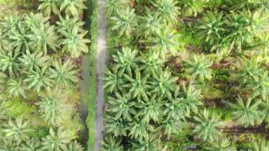 Sarawak 'taki Palm Oil Konutları, Borneo Adası, Malezya