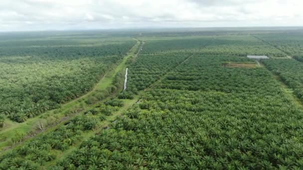 Propriedades Óleo Palma Sarawak Ilha Borneo Malásia — Vídeo de Stock